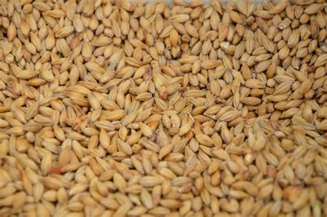 malted vs unmalted barley.